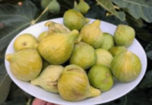 LJUDI KOJI IMAJU OVU BOLEST NE TREBA DA JEDU SMOKVE: Mogu biti POGUBNE za zdravlje, evo i zbog čega