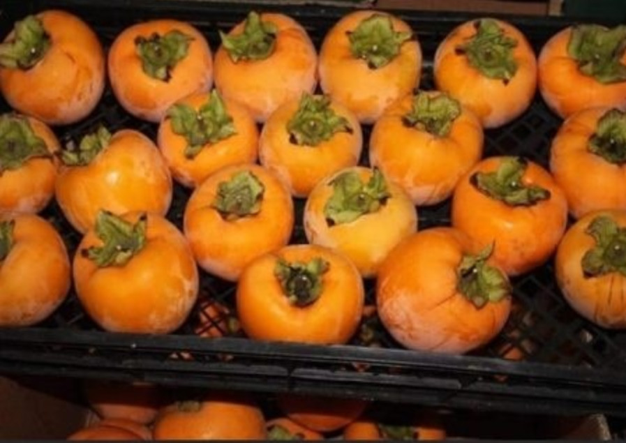 Zlatno-narandžasti plod kaki-ja na drvetu