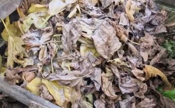 Ne spaljujte ili bacajte lišće sa voća i drveća već ga ovako ISKORISTITE Ne spaljujte ili bacajte lišće sa voća i drveća već ga ovako ISKORISTITE - featured image