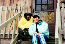 Sandra se godinama kupala i spavala sa šimpanzom ne sluteći šta će joj se desiti: Od užasa koji je doživela ni danas se nije oporavila Sandra se godinama kupala i spavala sa šimpanzom ne sluteći šta će joj se desiti: Od užasa koji je doživela ni danas se nije oporavila - featured image