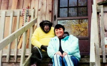 Sandra se godinama kupala i spavala sa šimpanzom ne sluteći šta će joj se desiti: Od užasa koji je doživela ni danas se nije oporavila Sandra se godinama kupala i spavala sa šimpanzom ne sluteći šta će joj se desiti: Od užasa koji je doživela ni danas se nije oporavila - featured image