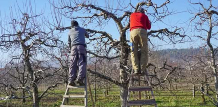 Evo šta uvijek trebate raditi sa svojom jabukom u jesen: U suprotnom, žetva će sljedeće godine biti loša! - featured image Evo šta uvijek trebate raditi sa svojom jabukom u jesen: U suprotnom, žetva će sljedeće godine biti loša! - featured image