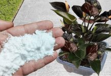 Više ne koristim NIKAKVA druga gnojiva: OVO stavite u saksiju i nećete prepoznati svoje cvijeće! Više ne koristim NIKAKVA druga gnojiva: OVO stavite u saksiju i nećete prepoznati svoje cvijeće! - featured image