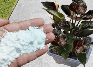 Više ne koristim NIKAKVA druga gnojiva: OVO stavite u saksiju i nećete prepoznati svoje cvijeće! Više ne koristim NIKAKVA druga gnojiva: OVO stavite u saksiju i nećete prepoznati svoje cvijeće! - featured image