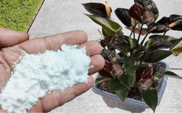 Više ne koristim NIKAKVA druga gnojiva: OVO stavite u saksiju i nećete prepoznati svoje cvijeće! Više ne koristim NIKAKVA druga gnojiva: OVO stavite u saksiju i nećete prepoznati svoje cvijeće! - featured image