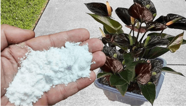 Više ne koristim NIKAKVA druga gnojiva: OVO stavite u saksiju i nećete prepoznati svoje cvijeće! - featured image Više ne koristim NIKAKVA druga gnojiva: OVO stavite u saksiju i nećete prepoznati svoje cvijeće! - featured image