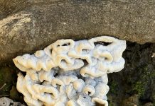 Ako u svom vrtu ili šumi uočite nešto takvo, ni pod kojim uvjetima to nemojte dirati. I za to postoji dobar razlog Ako u svom vrtu ili šumi uočite nešto takvo, ni pod kojim uvjetima to nemojte dirati. I za to postoji dobar razlog - featured image