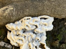 Ako u svom vrtu ili šumi uočite nešto takvo, ni pod kojim uvjetima to nemojte dirati. I za to postoji dobar razlog Ako u svom vrtu ili šumi uočite nešto takvo, ni pod kojim uvjetima to nemojte dirati. I za to postoji dobar razlog - featured image