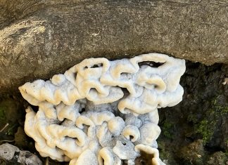 Ako u svom vrtu ili šumi uočite nešto takvo, ni pod kojim uvjetima to nemojte dirati. I za to postoji dobar razlog Ako u svom vrtu ili šumi uočite nešto takvo, ni pod kojim uvjetima to nemojte dirati. I za to postoji dobar razlog - featured image