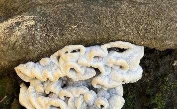 Ako u svom vrtu ili šumi uočite nešto takvo, ni pod kojim uvjetima to nemojte dirati. I za to postoji dobar razlog Ako u svom vrtu ili šumi uočite nešto takvo, ni pod kojim uvjetima to nemojte dirati. I za to postoji dobar razlog - featured image