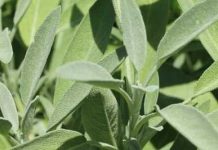 Bog se brine za sve: Ovo je jedna od najljekovitijih biljaka na svijetu, a mi to i ne primjećujemo! Bog se brine za sve: Ovo je jedna od najljekovitijih biljaka na svijetu, a mi to i ne primjećujemo! - featured image