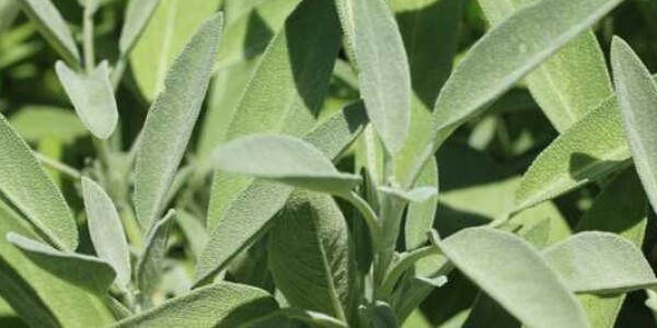 Bog se brine za sve: Ovo je jedna od najljekovitijih biljaka na svijetu, a mi to i ne primjećujemo! - featured image Bog se brine za sve: Ovo je jedna od najljekovitijih biljaka na svijetu, a mi to i ne primjećujemo! - featured image