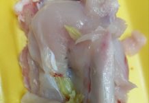 Beograđanka kupila pileće belo meso u supermarketu, a kad je došla kući i rasekla ga samo što NIJE ISPOVRAĆALA CREVA: “Ljudi, ovo nije buđ, ovo su neke IZRASLINE” Beograđanka kupila pileće belo meso u supermarketu, a kad je došla kući i rasekla ga samo što NIJE ISPOVRAĆALA CREVA: “Ljudi, ovo nije buđ, ovo su neke IZRASLINE” - featured image