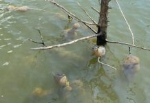 Dodirnuo ga je i pomaknuo se. Nitko se nakon toga nije usudio približiti vodi Dodirnuo ga je i pomaknuo se. Nitko se nakon toga nije usudio približiti vodi - featured image