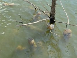 Dodirnuo ga je i pomaknuo se. Nitko se nakon toga nije usudio približiti vodi Dodirnuo ga je i pomaknuo se. Nitko se nakon toga nije usudio približiti vodi - featured image