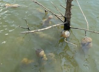 Dodirnuo ga je i pomaknuo se. Nitko se nakon toga nije usudio približiti vodi Dodirnuo ga je i pomaknuo se. Nitko se nakon toga nije usudio približiti vodi - featured image