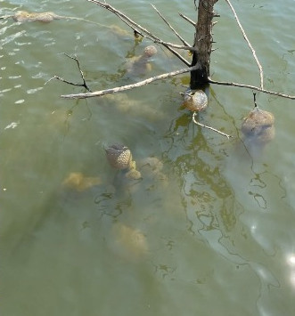 Dodirnuo ga je i pomaknuo se. Nitko se nakon toga nije usudio približiti vodi - featured image Dodirnuo ga je i pomaknuo se. Nitko se nakon toga nije usudio približiti vodi - featured image