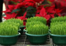 Ako se božićna pšenica P0SADI NA 0VAJ DAN, kuća će biti blagoslovena cijele godine- URADITE TO NA VREME… Ako se božićna pšenica P0SADI NA 0VAJ DAN, kuća će biti blagoslovena cijele godine- URADITE TO NA VREME… - featured image