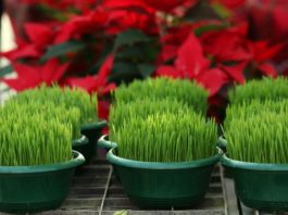 Ako se božićna pšenica P0SADI NA 0VAJ DAN, kuća će biti blagoslovena cijele godine- URADITE TO NA VREME… Ako se božićna pšenica P0SADI NA 0VAJ DAN, kuća će biti blagoslovena cijele godine- URADITE TO NA VREME… - featured image