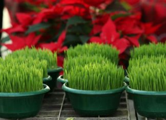 Ako se božićna pšenica P0SADI NA 0VAJ DAN, kuća će biti blagoslovena cijele godine- URADITE TO NA VREME… Ako se božićna pšenica P0SADI NA 0VAJ DAN, kuća će biti blagoslovena cijele godine- URADITE TO NA VREME… - featured image