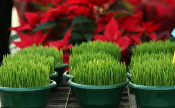Ako se božićna pšenica P0SADI NA 0VAJ DAN, kuća će biti blagoslovena cijele godine- URADITE TO NA VREME… Ako se božićna pšenica P0SADI NA 0VAJ DAN, kuća će biti blagoslovena cijele godine- URADITE TO NA VREME… - featured image