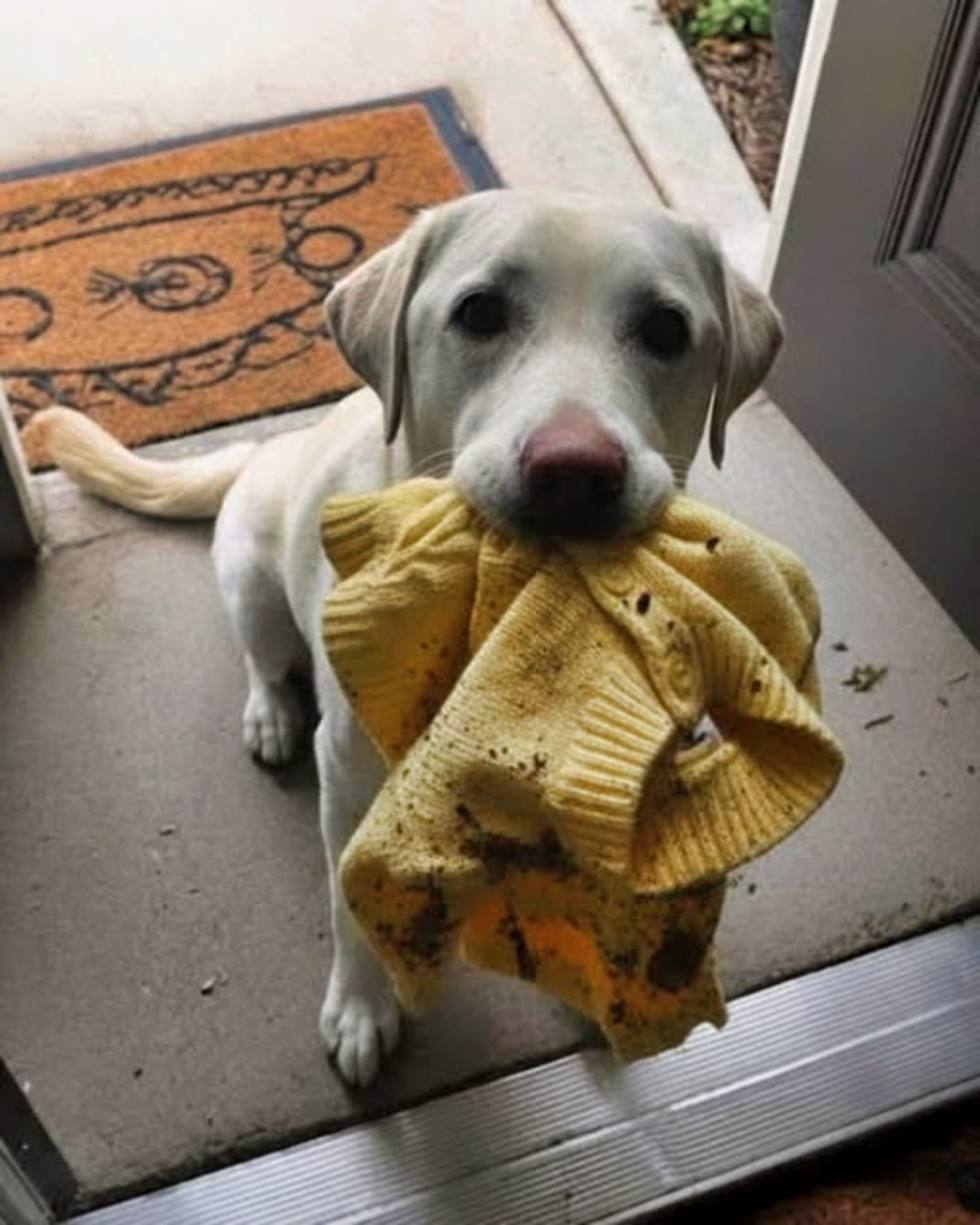 Moja desetogodišnja ćerka je poginula u saobraćajnoj nesreći – ali kada je naš pas pronašao njen džemper, ono gde me je odveo ostavilo me je bez reči - featured image