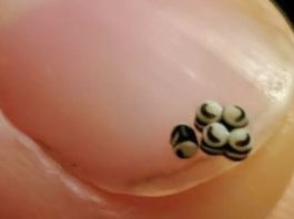 Tiha večera pretvorila se u noćnu moru kada smo u salati pronašli pomične crne točkice — ono što se dogodilo nakon toga odvelo nas je ravno u bolnicu Tiha večera pretvorila se u noćnu moru kada smo u salati pronašli pomične crne točkice — ono što se dogodilo nakon toga odvelo nas je ravno u bolnicu - featured image