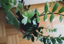 Kako da zamija privuče novac u Novoj godine? Trik je u jednoj mahunarki, od nje buja biljka koja donosi pare Kako da zamija privuče novac u Novoj godine? Trik je u jednoj mahunarki, od nje buja biljka koja donosi pare - featured image