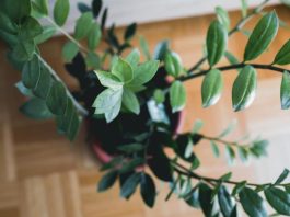 Kako da zamija privuče novac u Novoj godine? Trik je u jednoj mahunarki, od nje buja biljka koja donosi pare Kako da zamija privuče novac u Novoj godine? Trik je u jednoj mahunarki, od nje buja biljka koja donosi pare - featured image