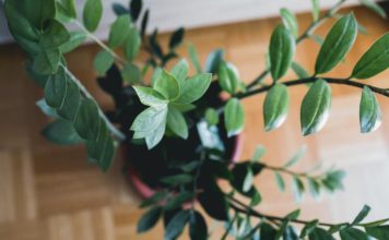 Kako da zamija privuče novac u Novoj godine? Trik je u jednoj mahunarki, od nje buja biljka koja donosi pare Kako da zamija privuče novac u Novoj godine? Trik je u jednoj mahunarki, od nje buja biljka koja donosi pare - featured image