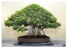 OVA BILJKA UKLANJA OTROVE IZ DOMA! Pročišćava vazduh, upija toksine, podiže nivo kiseonika