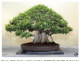 OVA BILJKA UKLANJA OTROVE IZ DOMA! Pročišćava vazduh, upija toksine, podiže nivo kiseonika