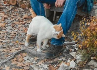 TRLJA LI SE MAČKA UZ VAŠE NOGE: Evo šta vam pokušava reći