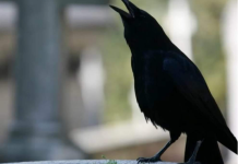 SIGNALI KOJE PREMINULE OSOBE ŠALJU: Poznati medij tvrdi da je to ZNAK da su tu i da nam žele nešto poručiti