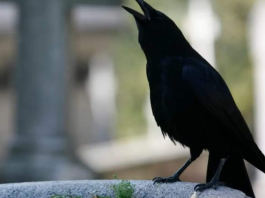 SIGNALI KOJE PREMINULE OSOBE ŠALJU: Poznati medij tvrdi da je to ZNAK da su tu i da nam žele nešto poručiti