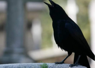 SIGNALI KOJE PREMINULE OSOBE ŠALJU: Poznati medij tvrdi da je to ZNAK da su tu i da nam žele nešto poručiti