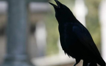 SIGNALI KOJE PREMINULE OSOBE ŠALJU: Poznati medij tvrdi da je to ZNAK da su tu i da nam žele nešto poručiti