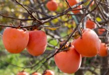 NE VOLITE JAPANSKE JABUKE? PROMIJENIT ĆETE MIŠLJENJE KAD PROČITATE KOLIKO SU DOBRE ZA ZDRAVLJE