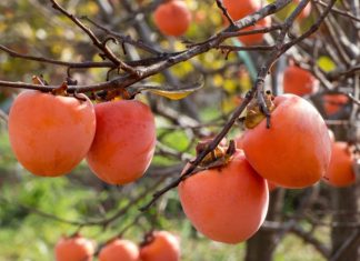 NE VOLITE JAPANSKE JABUKE? PROMIJENIT ĆETE MIŠLJENJE KAD PROČITATE KOLIKO SU DOBRE ZA ZDRAVLJE