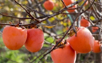 NE VOLITE JAPANSKE JABUKE? PROMIJENIT ĆETE MIŠLJENJE KAD PROČITATE KOLIKO SU DOBRE ZA ZDRAVLJE