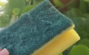 Od otpada do zlata: Nevjerovatna nova namjena starog sunđera! Ovo je trik koji je odusevio svijet” Od otpada do zlata: Nevjerovatna nova namjena starog sunđera! Ovo je trik koji je odusevio svijet” - content image