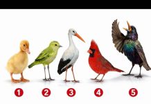 Brzi psihološki test: Izaberite jednu pticu i otkrijte šta vas izdvaja iz mase, rezultati su nevjerovatno tačni