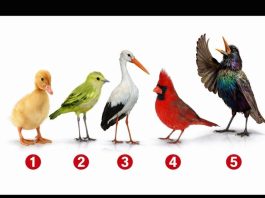 Brzi psihološki test: Izaberite jednu pticu i otkrijte šta vas izdvaja iz mase, rezultati su nevjerovatno tačni