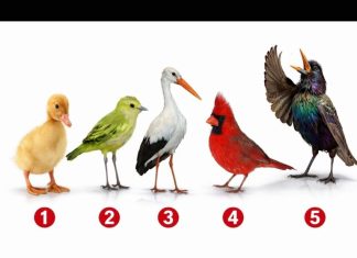 Brzi psihološki test: Izaberite jednu pticu i otkrijte šta vas izdvaja iz mase, rezultati su nevjerovatno tačni