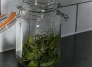 ČAJ OD OVE BILJKE SE PIJE PRED SPAVANJE: Uspavaće vas kao malu bebu i obrisati nervozu u sekundi – morate probati