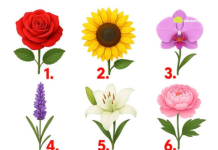 TEST: Koji cvijet vam se najviše dopada? – On otkriva kako vas drugi zapravo vide!