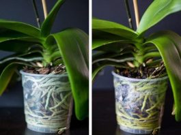 Jedan dodatak u saksiju čini čudo – orhideje bujaju kao lude!