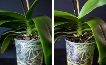 Jedan dodatak u saksiju čini čudo – orhideje bujaju kao lude!