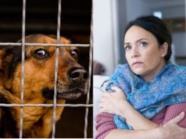 Marta je kupila kuću na planini i primetila da joj pas svake noći gleda u isti ugao sobe: Kada su srušili zid, ostali su u šoku Marta je kupila kuću na planini i primetila da joj pas svake noći gleda u isti ugao sobe: Kada su srušili zid, ostali su u šoku - featured image