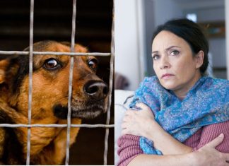 Marta je kupila kuću na planini i primetila da joj pas svake noći gleda u isti ugao sobe: Kada su srušili zid, ostali su u šoku Marta je kupila kuću na planini i primetila da joj pas svake noći gleda u isti ugao sobe: Kada su srušili zid, ostali su u šoku - featured image
